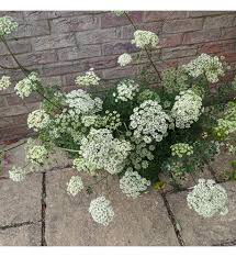 Attēlu rezultāti vaicājumam “Cenolophium denudatum”