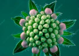 Attēlu rezultāti vaicājumam “Knautia arvensis bud”