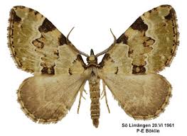 Attēlu rezultāti vaicājumam “Colostygia pectinataria”