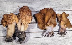 Attēlu rezultāti vaicājumam “Fuligo gyrosa macro”