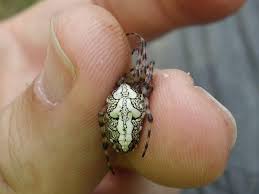 Attēlu rezultāti vaicājumam “Aculepeira ceropegia”