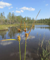 Attēlu rezultāti vaicājumam “Carex lepidocarpa”