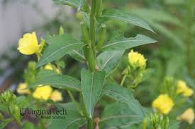 Attēlu rezultāti vaicājumam “Oenothera biennis bud”