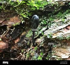 Attēlu rezultāti vaicājumam “Geoglossum sp.”