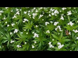 Image result for Galium odoratum