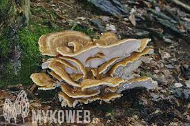 Attēlu rezultāti vaicājumam “Bondarzewia mesenterica”