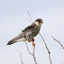 Image result for Falco amurensis