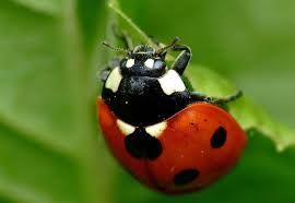 Attēlu rezultāti vaicājumam “Coccinella hieroglyphica”