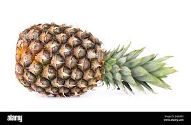 Attēlu rezultāti vaicājumam “Knautia arvensis fruit”