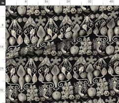 Image result for ernst haeckel