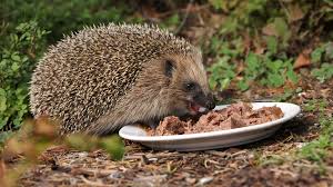 Image result for Igel