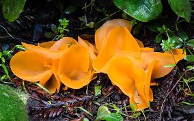 Attēlu rezultāti vaicājumam “Aleuria aurantia”