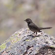 Image result for Sylvia sarda