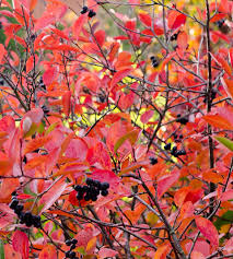 Attēlu rezultāti vaicājumam “Aronia melanocarpa”