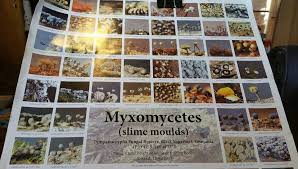 Attēlu rezultāti vaicājumam “Claustria didermoides stalked”