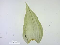 Attēlu rezultāti vaicājumam “Leucodon sciuroides”