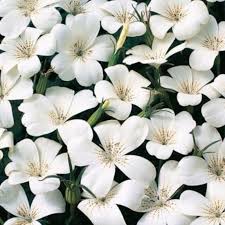 Image result for Agrostemma githago