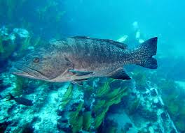 Image result for Mycteroperca olfax