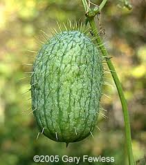 Attēlu rezultāti vaicājumam “Echinocystis lobata fruit”