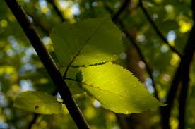 Attēlu rezultāti vaicājumam “Betula alleghaniensis leaf”