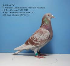 Image result for Abbeyton & Broomfield Racing Pigeons