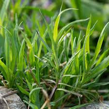 Image result for Pechnelke