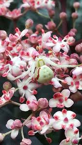 Attēlu rezultāti vaicājumam “Cribraria argillacea young”