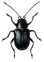 Attēlu rezultāti vaicājumam “Adoxus obscurus”