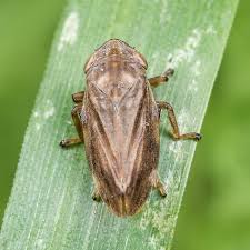 Attēlu rezultāti vaicājumam “Philaenus spumarius”