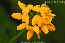 Attēlu rezultāti vaicājumam “Lathyrus pratensis flower”