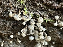 Attēlu rezultāti vaicājumam “Phleogena faginea stalked”