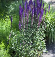 Image result for Salbei