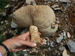 Image result for macrocybe titans