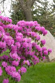 Attēlu rezultāti vaicājumam “rhododendron”