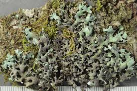 Attēlu rezultāti vaicājumam “Hypotrachyna sp.”