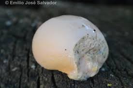 Attēlu rezultāti vaicājumam “Lycogala succineum macro”