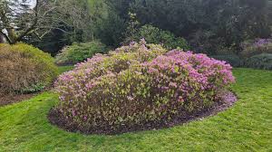 Attēlu rezultāti vaicājumam “Rhododendron canadense”