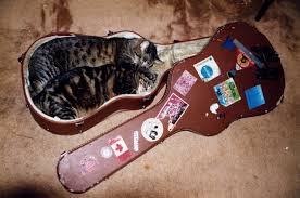 Image result for Cat sleeping in guitar