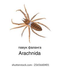 Attēlu rezultāti vaicājumam “Arachnida”