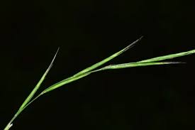 Attēlu rezultāti vaicājumam “Brachypodium sylvaticum fruit”