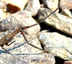 Attēlu rezultāti vaicājumam “Ranatra linearis”