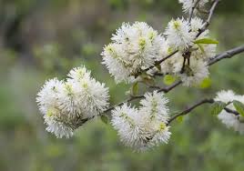 Attēlu rezultāti vaicājumam “Fothergilla major”