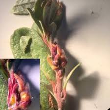 Attēlu rezultāti vaicājumam “Rabdophaga heterobia”