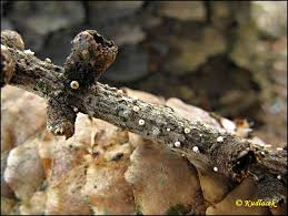 Attēlu rezultāti vaicājumam “Lachnellula willkommii”