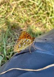 Attēlu rezultāti vaicājumam “Argynnis aglaja”