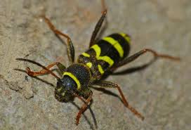 Attēlu rezultāti vaicājumam “Clytus arietis”