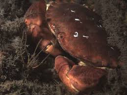 Image result for Cancer pagurus