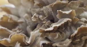 Attēlu rezultāti vaicājumam “Polyporus umbellatus”