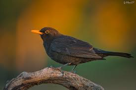 Attēlu rezultāti vaicājumam “Turdus merula”