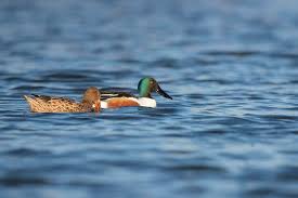 Attēlu rezultāti vaicājumam “Anas clypeata male”